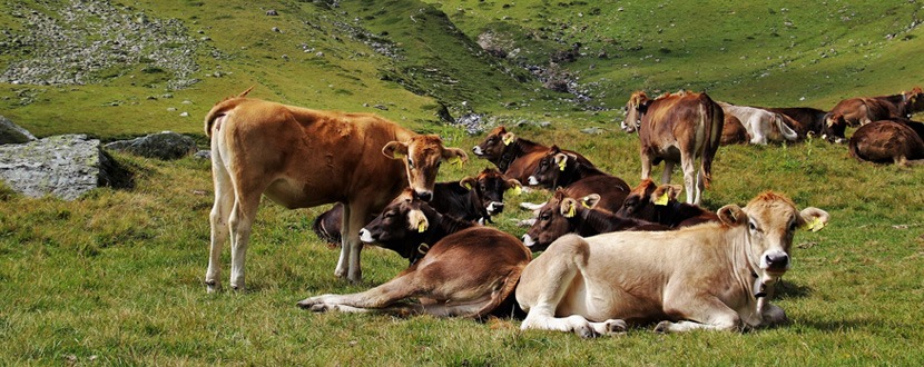 L ANIMALE DA CORTILE PIU FAMOSO