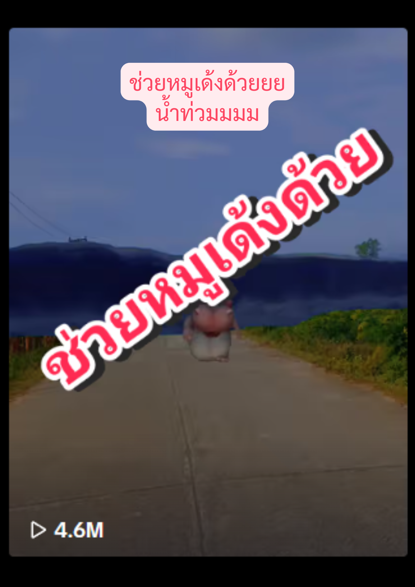 ครูบาช่วยหมูเด้งด้วย