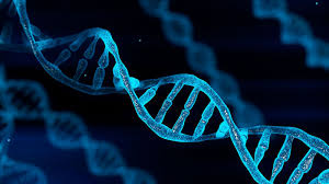 Genetic tierlist