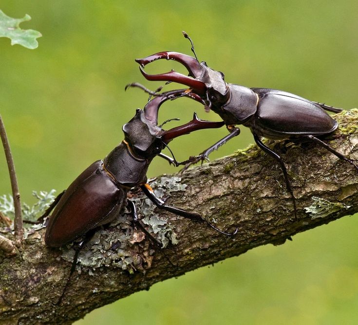 BUG & INSECT WAR