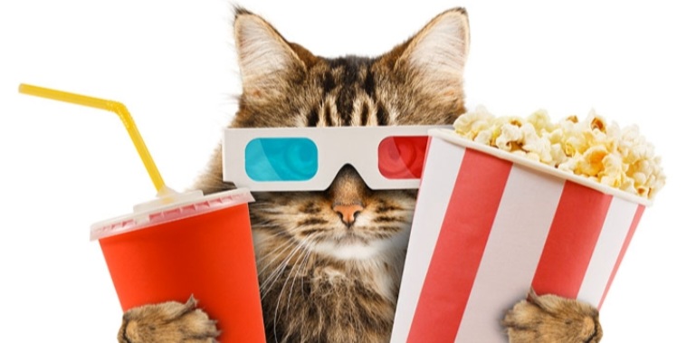 Miglior film sui gatti