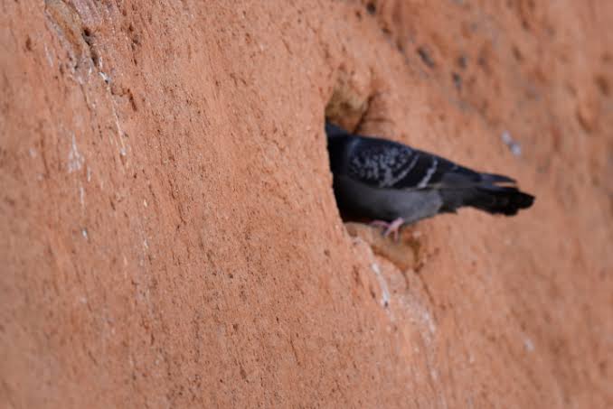 SABAN BIRD HANGI BIRD