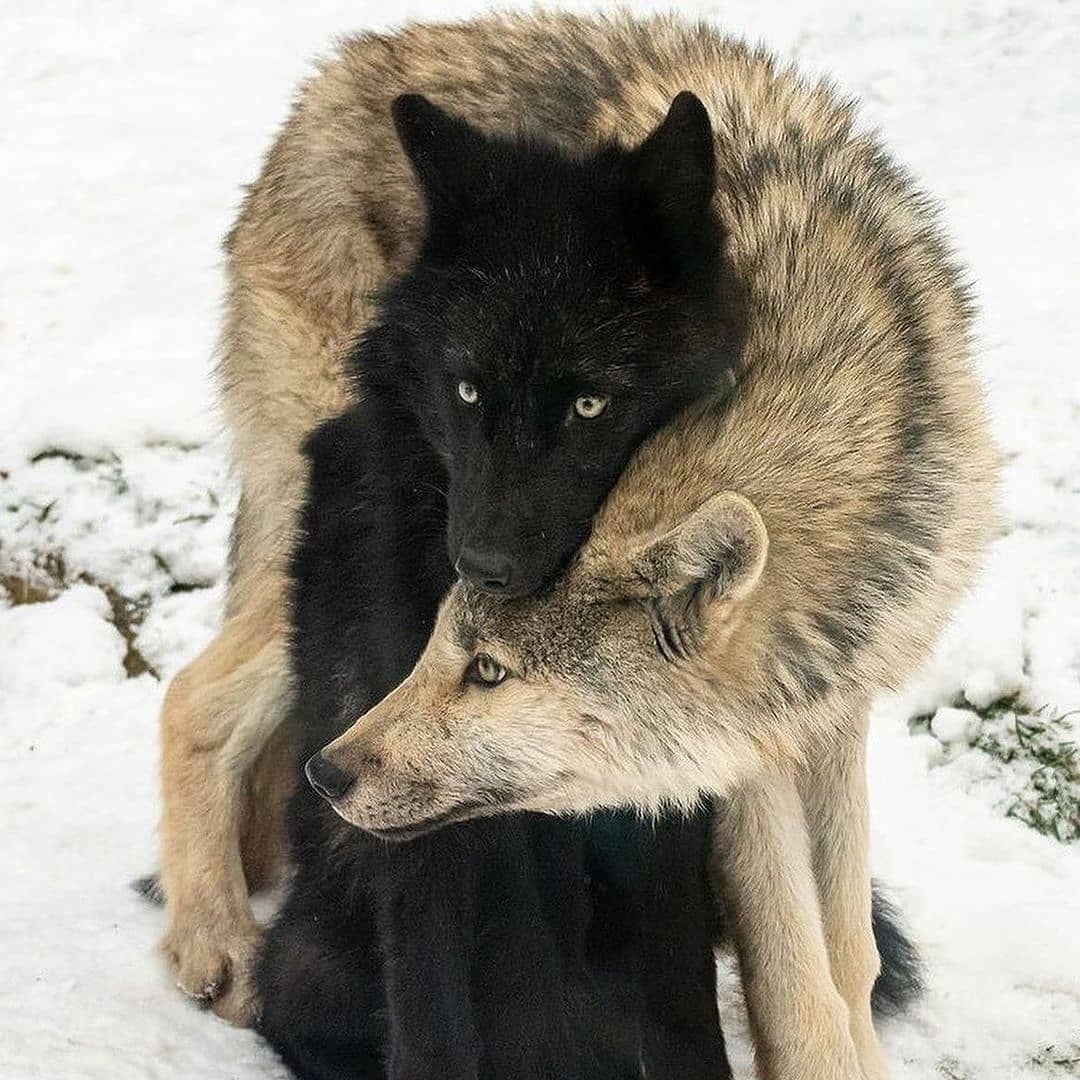 Best animal