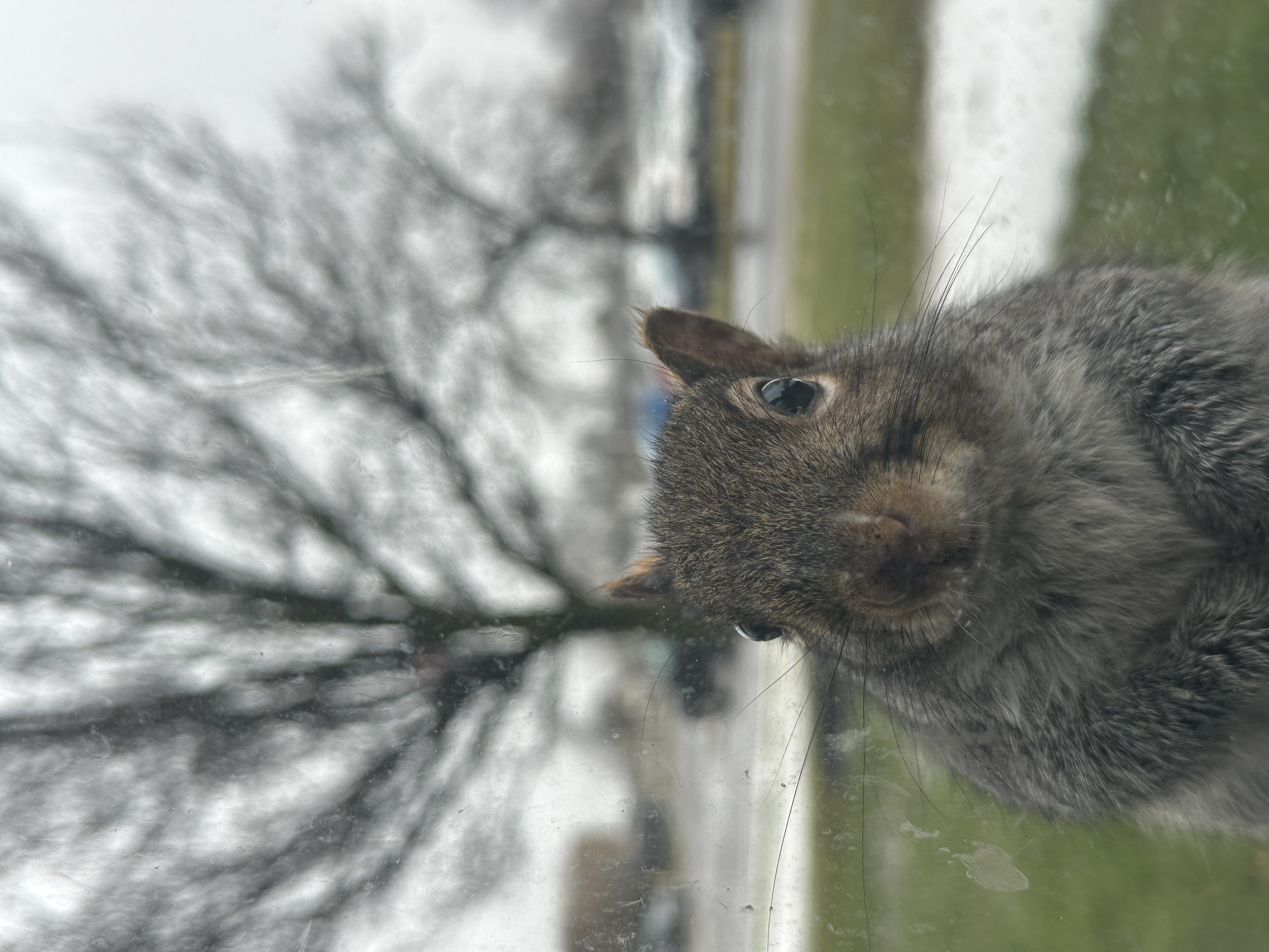 Squirrel
