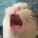 Best TikTok Cat Noises