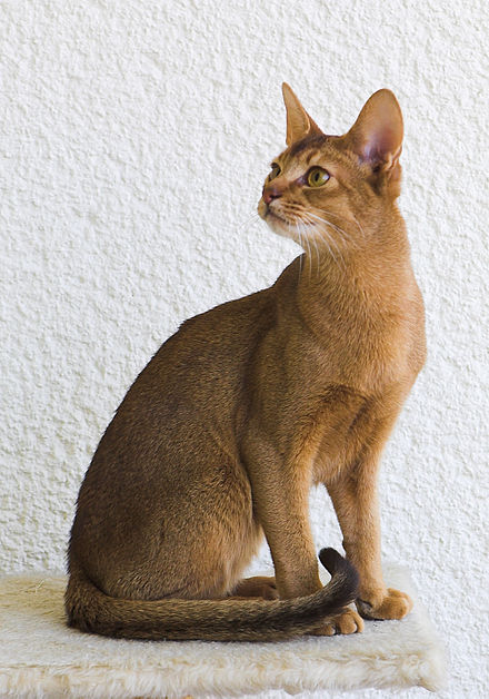 Cat Breed World Cup
