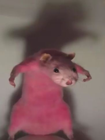 Ratosfera e seus signos (parte 2)
