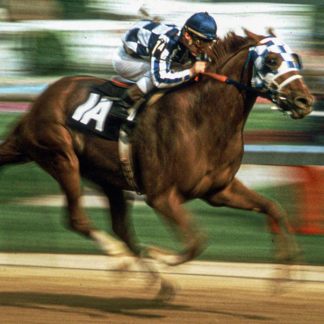 cavalos fodas