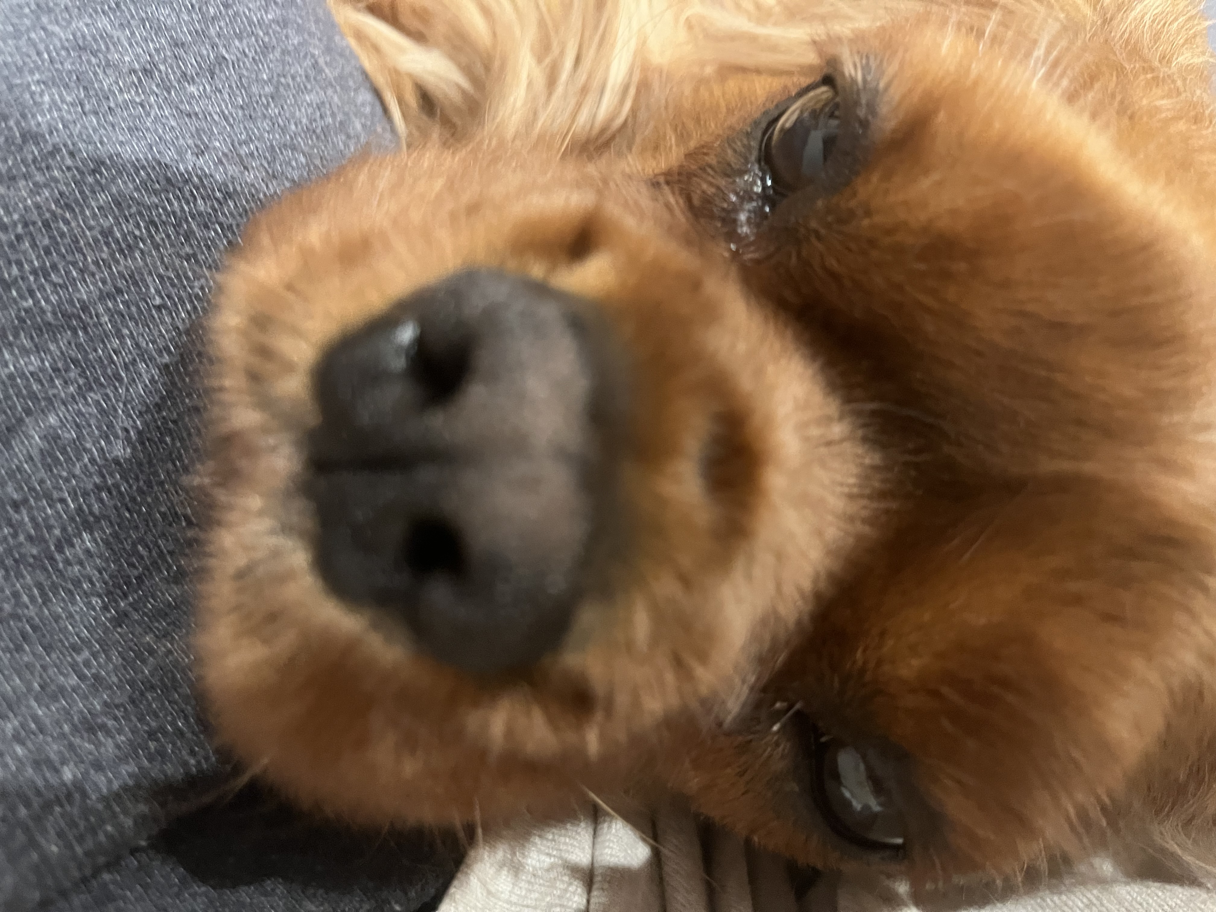 Best dog photo