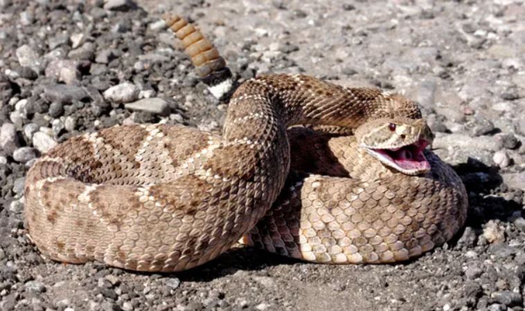 Snake uwufufu