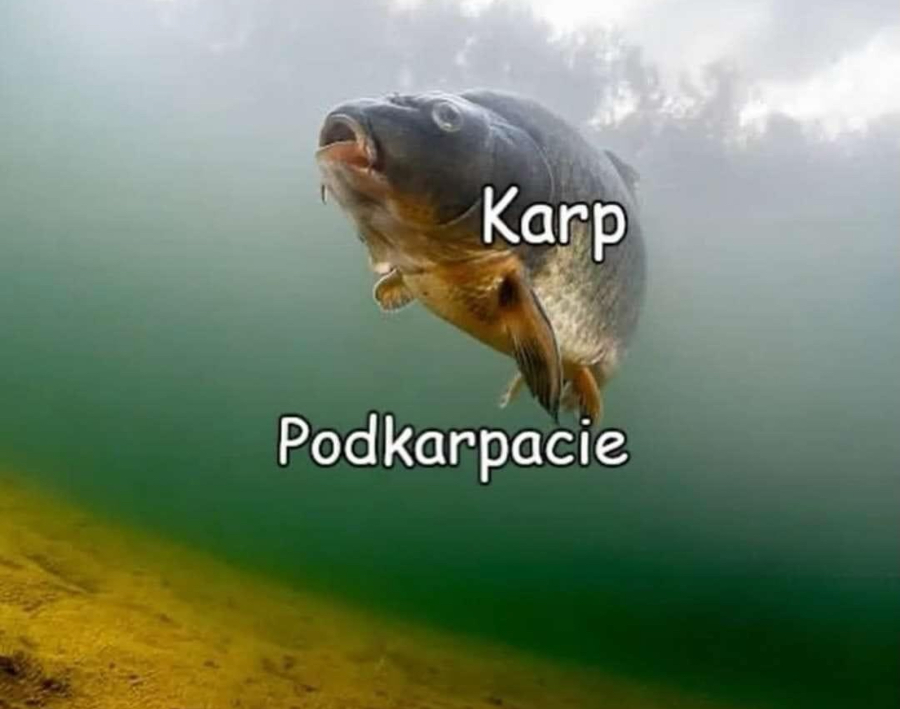 ciasta lel
