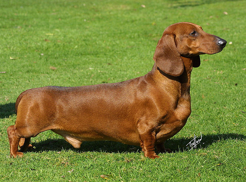 Raça de cachorro mais daora