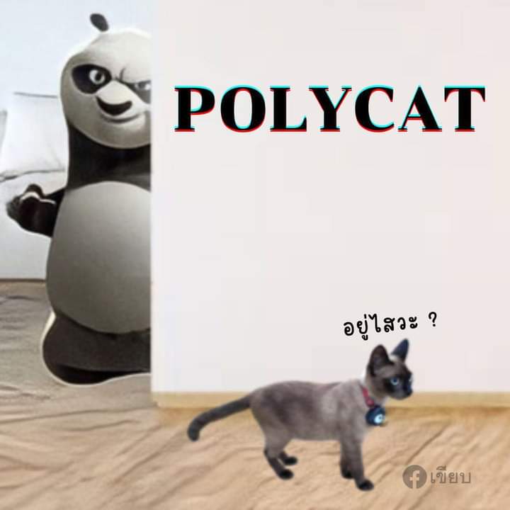 เพลงpolycatที่คุณชอบ