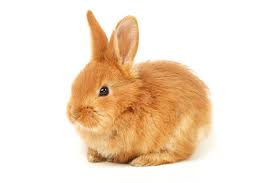 rabbit breeds