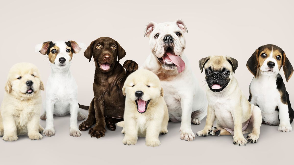 The Dog Breed You'd Like to Have
