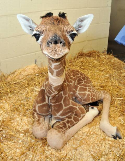 Bebe animaux