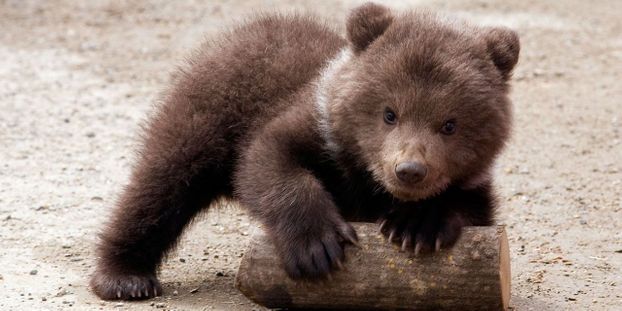 Bebe animaux