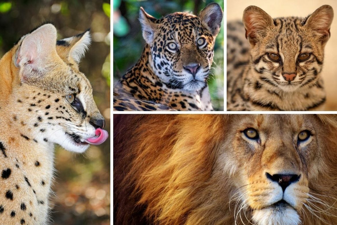 Wild cats species