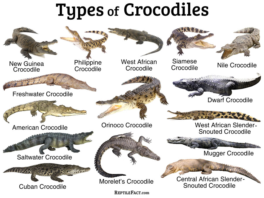 Crocodiles, alligators and caimans