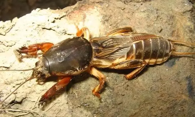 Bocek Agalar