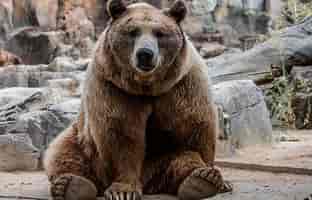BEST ORSO