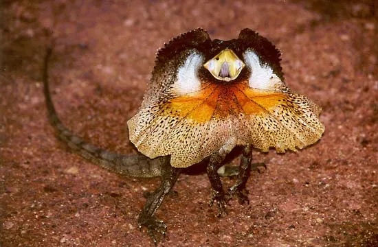 Lizards - agamidae (dragon lizards)