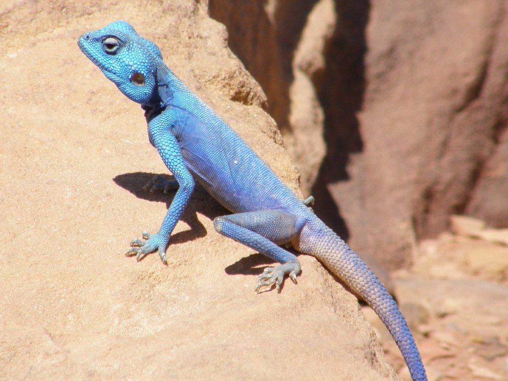 Dragon lizards