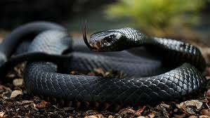 dangerous animals