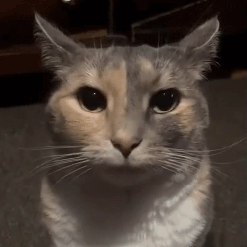 Best Cats