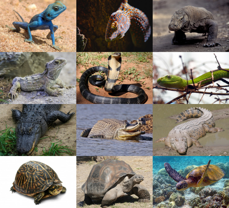 Best Reptile