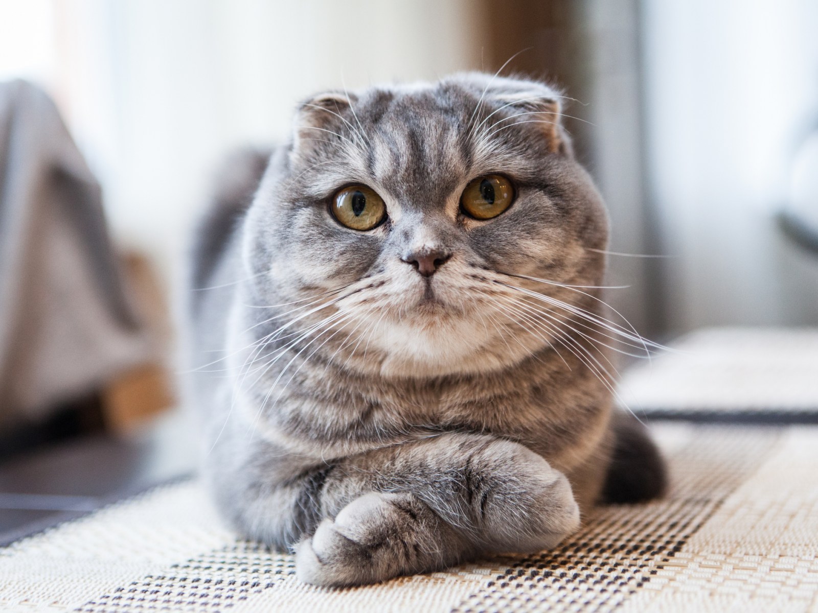 Best Cat Breed