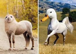 ANIMALI FUSI