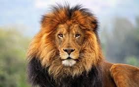 Qual animal ganha?