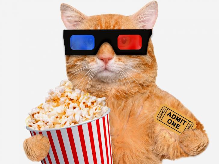 Tounoi des meilleurs film avec des félins