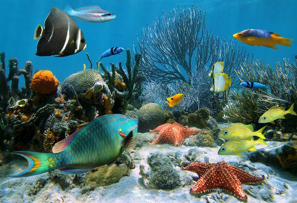 Animaux Marins