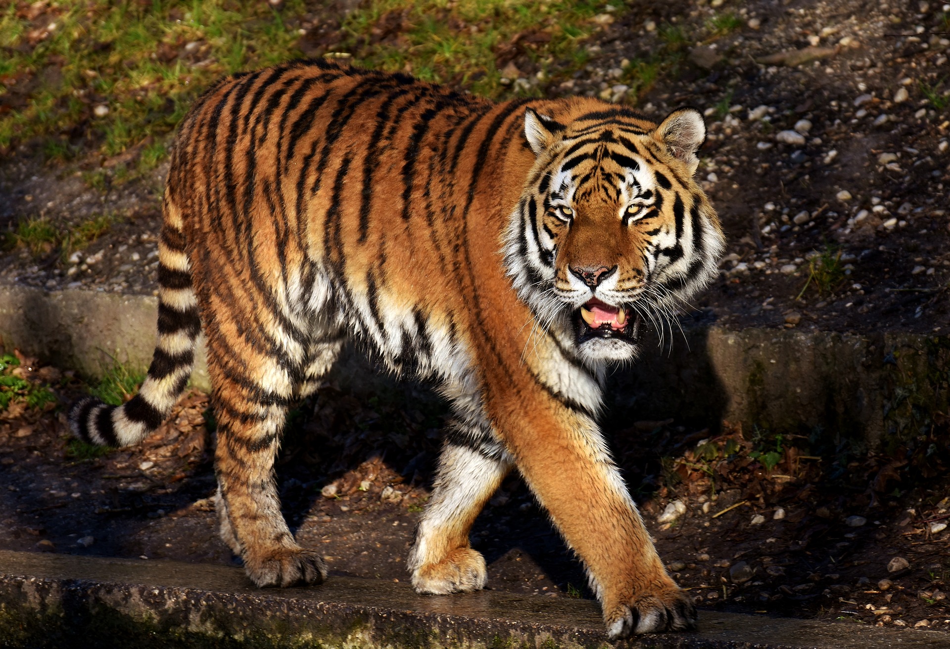 MIGLIOR ANIMALE SELVATICO