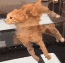 Cat Emotes