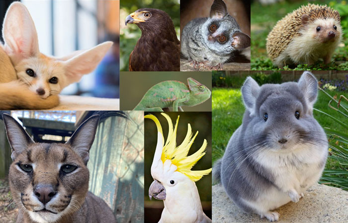 Most unusual pets you can own.