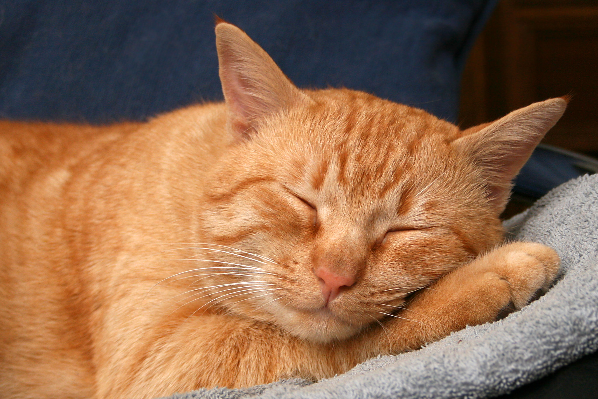 Best cat breeds/ Migliori razze di gatti