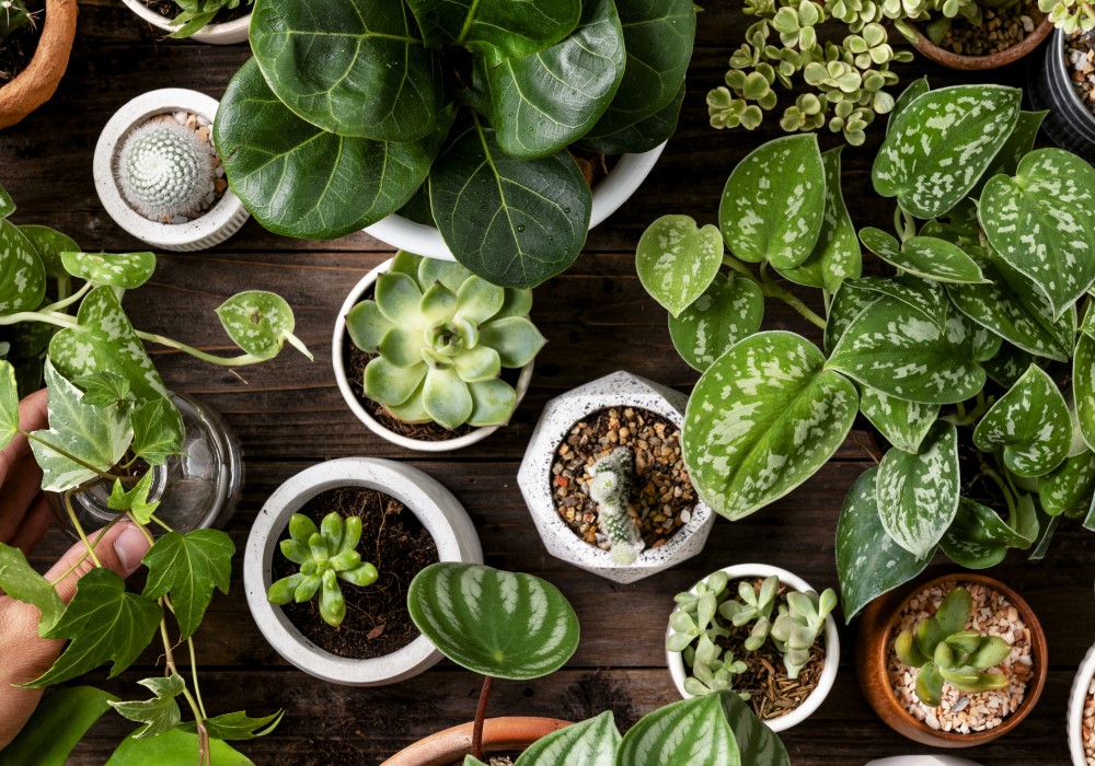 Plants