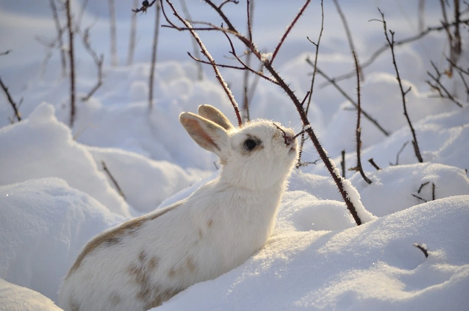 SnowBunny