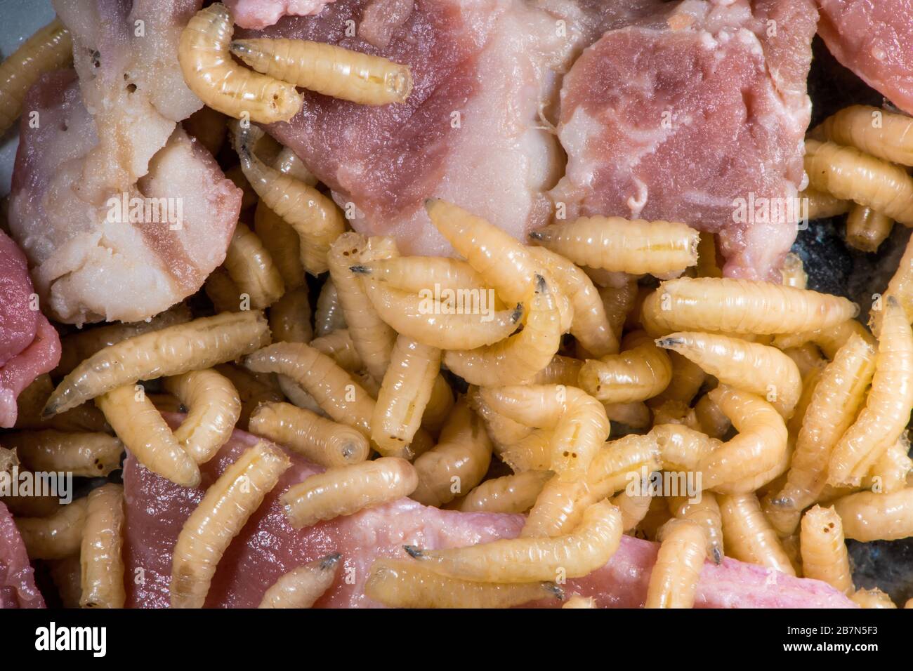 LA COSA PIÙ SCHIFOSA