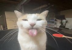 melhores gatos da ficção