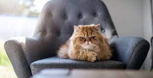 Cat Breeds & Types