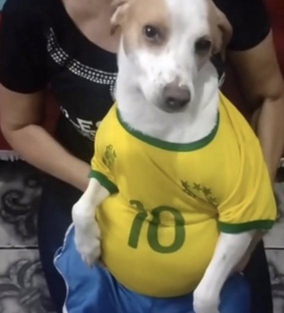 O Animal Mais Forte