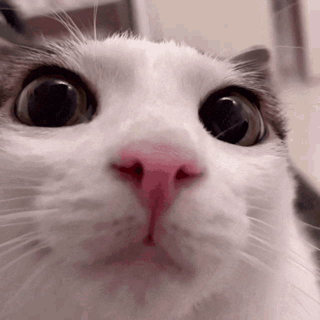 Top diez gatitos dulces