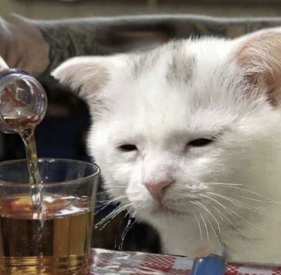 top gatitos