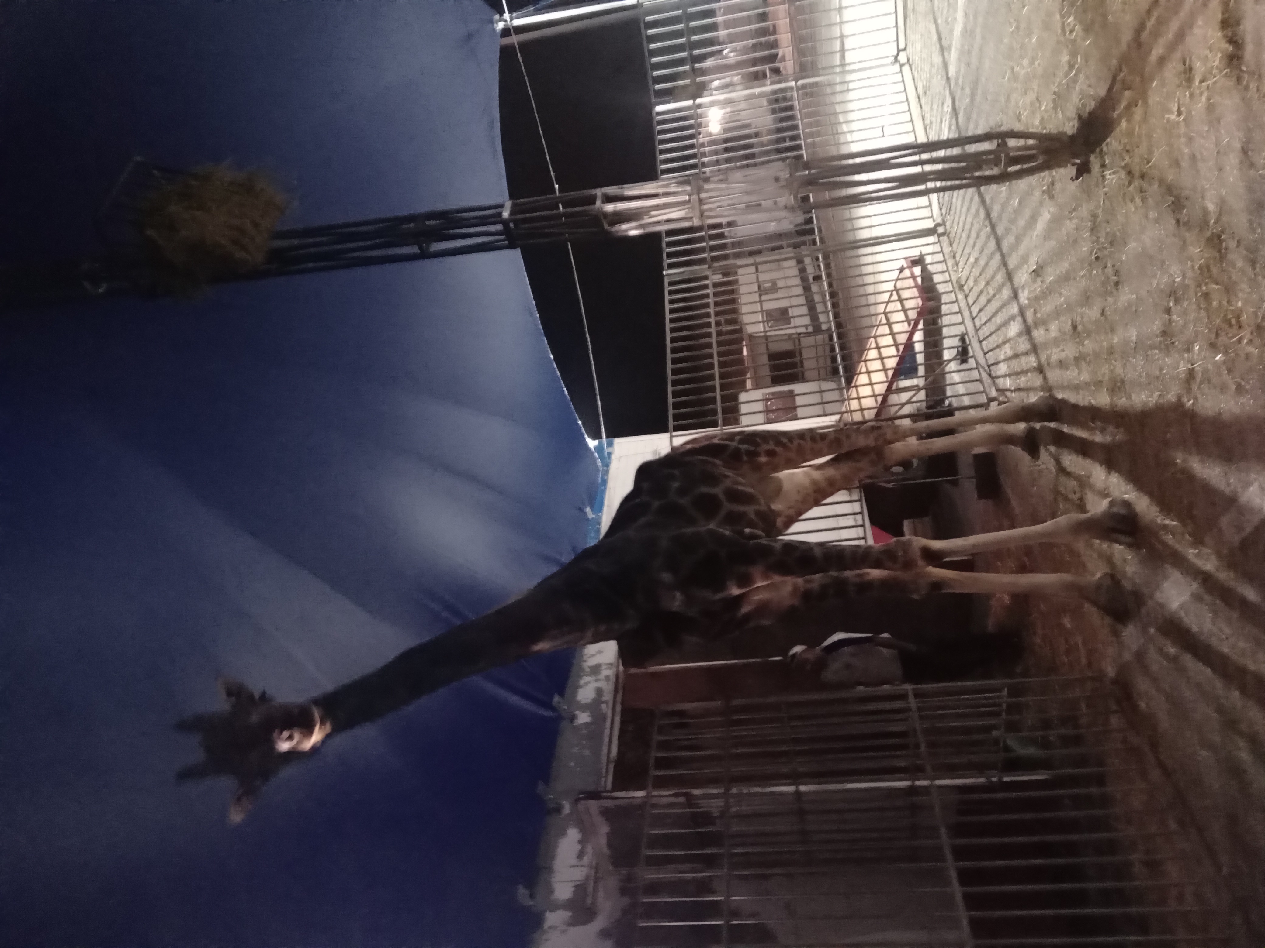 Campetto