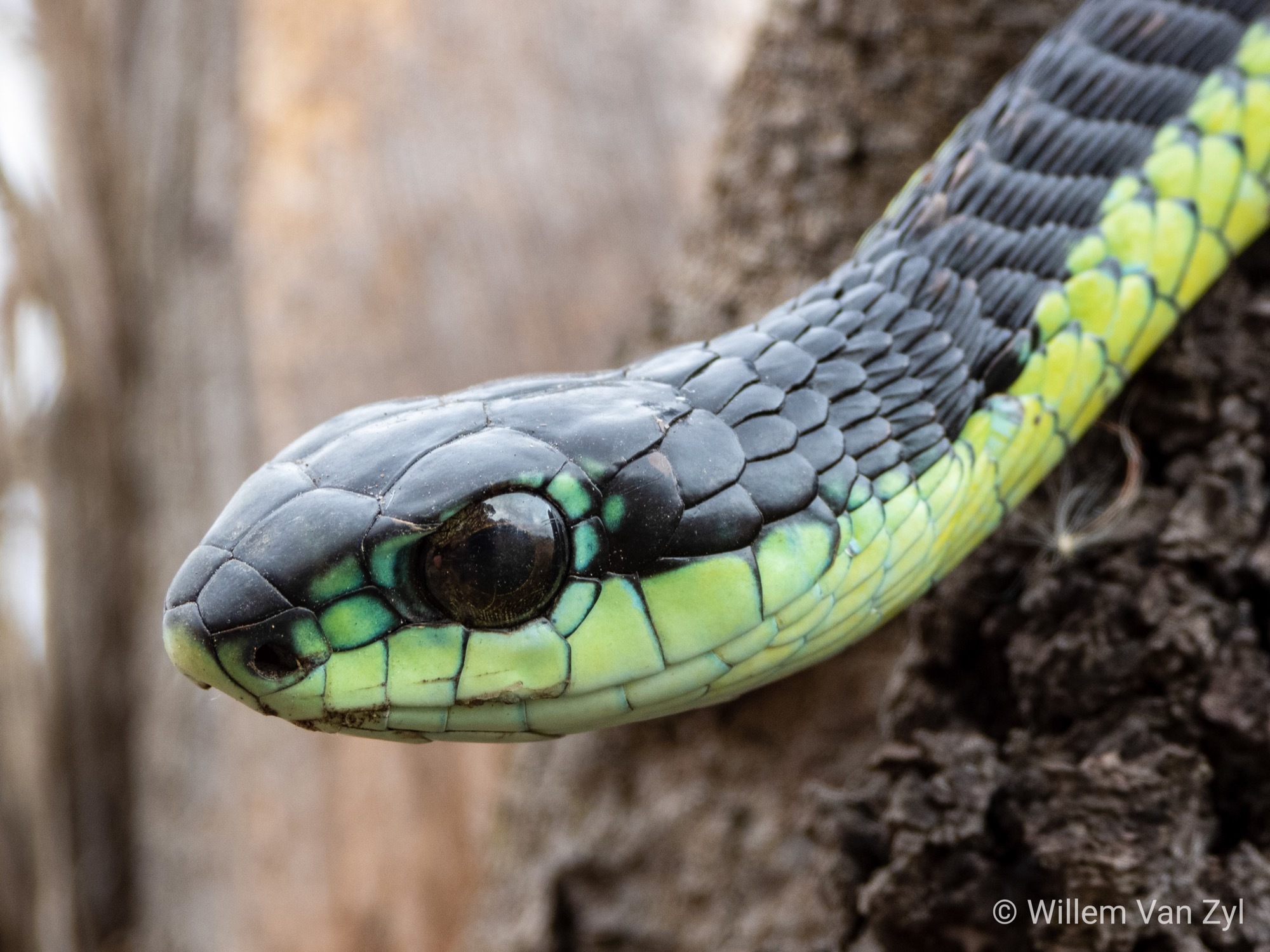 Snakes of the World - Tournament