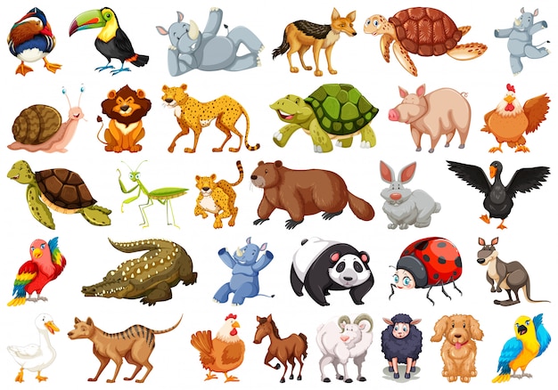Animaletto migliore